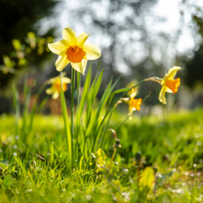 Agrandir l'image, .PNG 1,5 MB (fenêtre modale)