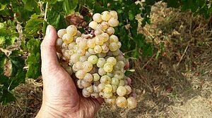 Agrandir l'image, .JPG 74 KB (fenêtre modale)