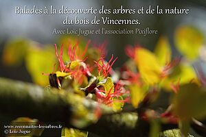 Agrandir l'image, .JPG 161 KB (fenêtre modale)