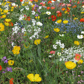 Une composition florale (prise en photo à Fontenay) pour vous souhaiter une très belle année 2026. Quelle vous apporte santé, bonheur et succès ! - Agrandir l'image, .PNG 2,4 MB (fenêtre modale)