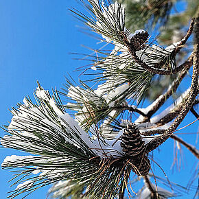 Agrandir l'image, .JPG 163,2 KB (fenêtre modale)