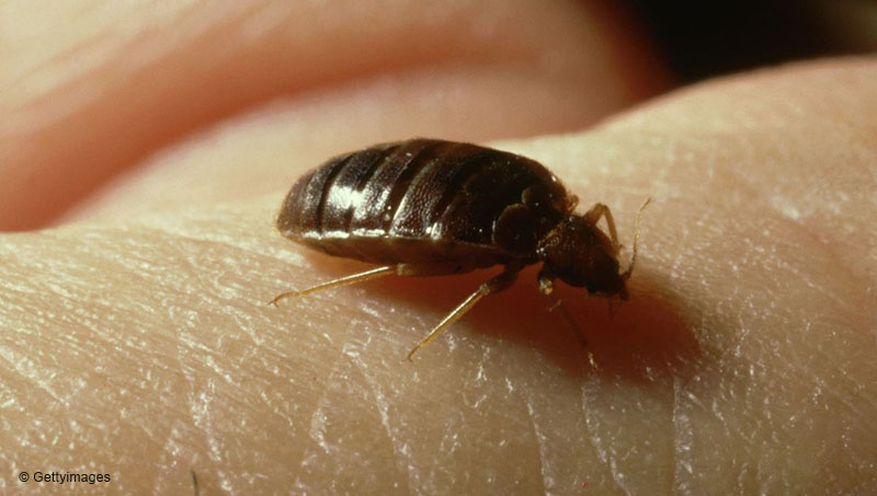 Agrandir l'image, .JPG 73 KB (fenêtre modale)