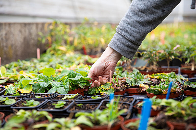 Agrandir l'image, .JPG 130 KB (fenêtre modale)