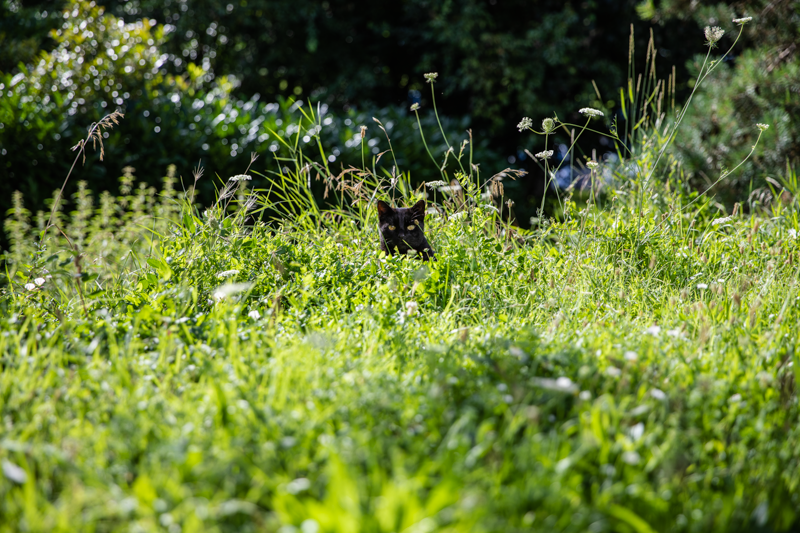 Agrandir l'image, .PNG 2 MB (fenêtre modale)