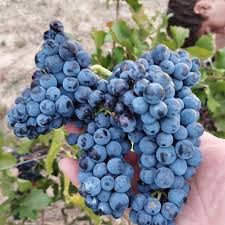 Agrandir l'image, .JPG 21 KB (fenêtre modale)